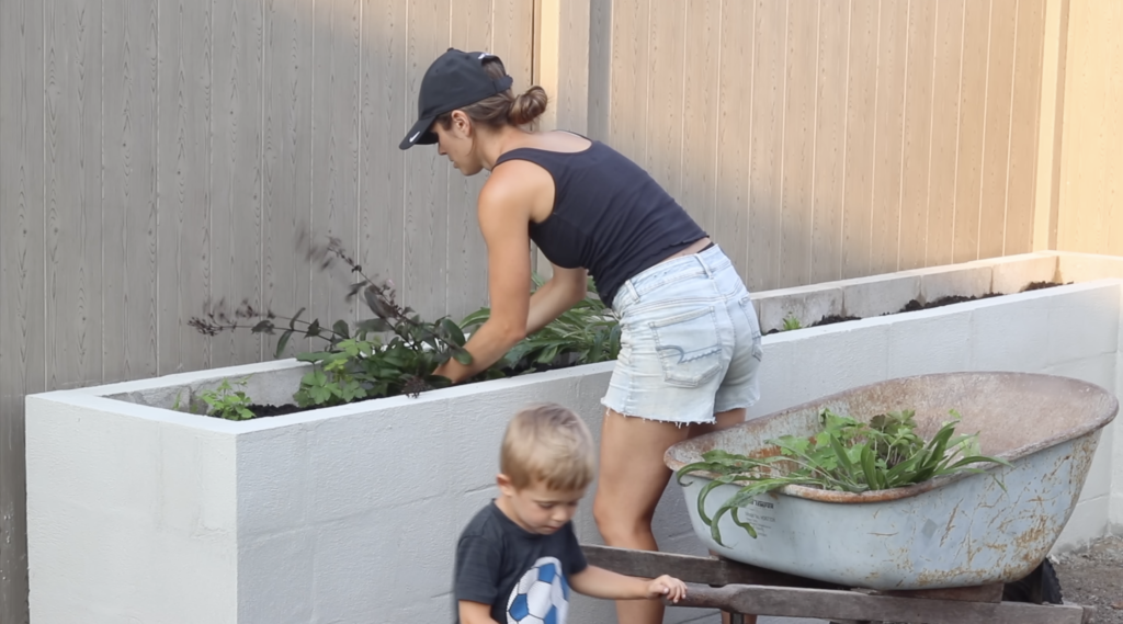 more Minnesotan plants going into my DIY Raised Concrete Garden Bed